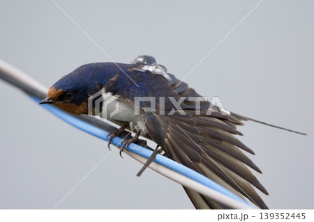 ツバメ swallow / Japan ツバメ swallow / Japan 139352445