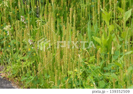 ツボミオオバコの花穂・2026年4月　 139352509