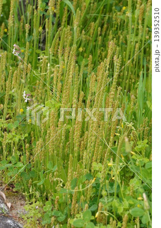 ツボミオオバコの花穂・2026年4月　 139352510