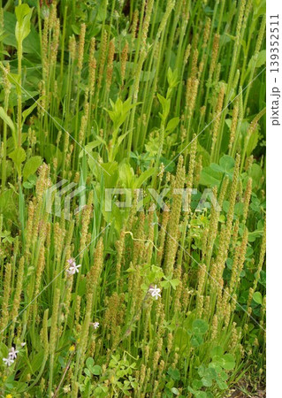 ツボミオオバコの花穂・2026年4月　 139352511