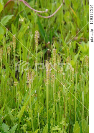 ツボミオオバコの花穂・2026年4月 ツボミオオバコの花穂・2026年4月 139352514