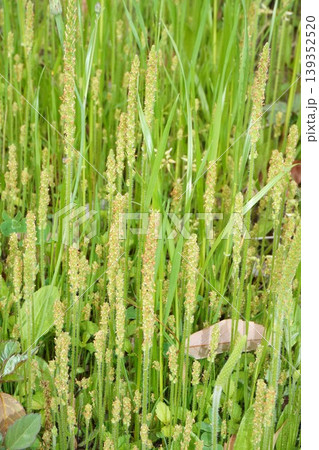 ツボミオオバコの花穂・2026年4月 ツボミオオバコの花穂・2026年4月 139352520