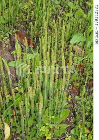 ツボミオオバコの花穂・2026年4月 ツボミオオバコの花穂・2026年4月 139352521