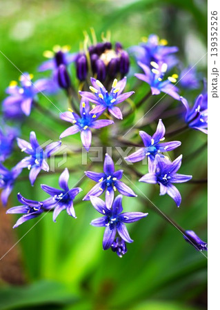 青い綺麗な花シラーぺルビアナ 139352526