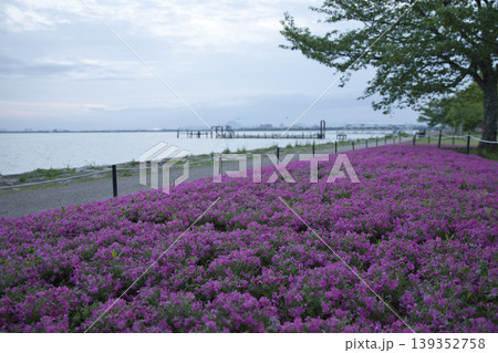 早朝の琵琶湖畔に咲き乱れるしばざくら27 早朝の琵琶湖畔に咲き乱れるしばざくら27 139352758