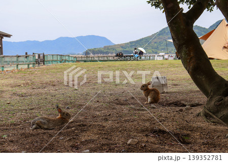 大久野島の木陰にたたずむウサギ 大久野島の木陰にたたずむウサギ 139352781