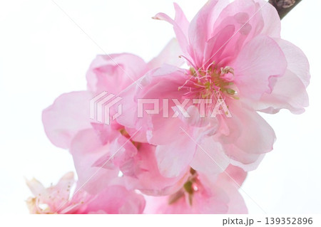 花桃　ハナモモ　桃の花　明るい背景　クローズアップ 139352896