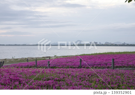 早朝の琵琶湖畔に咲き乱れるしばざくら37 早朝の琵琶湖畔に咲き乱れるしばざくら37 139352901