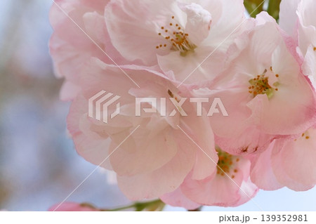 御車返し　ミクルマガエシ　桜の花　クローズアップ 139352981