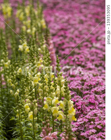 手前に並ぶ黄色いキンギョソウと、背景に広がる鮮やかなピンクの花々が美しい、春爛漫の庭園風景です。 139353095