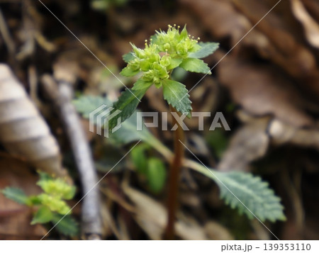 山に咲くイワボタンの花 山に咲くイワボタンの花 139353110