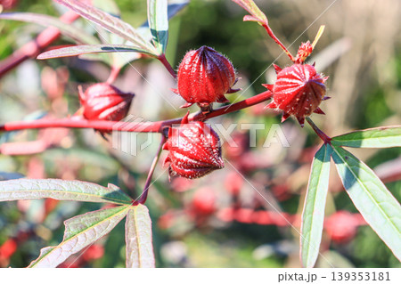 赤い実をつける熱帯植物アオイ科のローゼル 赤い実をつける熱帯植物アオイ科のローゼル 139353181