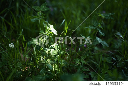木漏れ日があたる野草 木漏れ日があたる野草 139353194