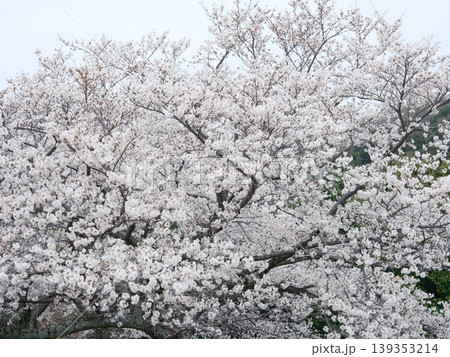 桜 さくら サクラ 139353214