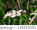 ヤマボウシのイメージ 139353281