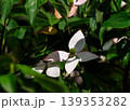 ヤマボウシのイメージ 139353282