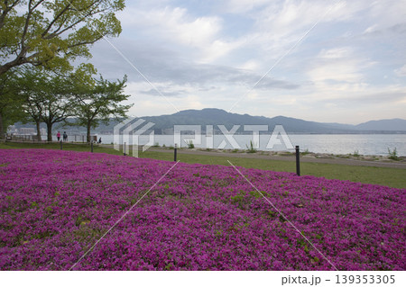 早朝の琵琶湖畔に咲き乱れるしばざくら62 早朝の琵琶湖畔に咲き乱れるしばざくら62 139353305
