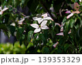 ヤマボウシのイメージ 139353329