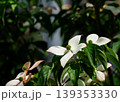 ヤマボウシのイメージ 139353330