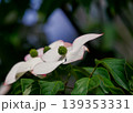 ヤマボウシのイメージ 139353331