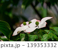 ヤマボウシのイメージ 139353332