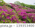 古代出雲王陵の丘のツツジ 139353400