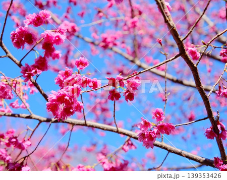 花 フラワー お花 139353426