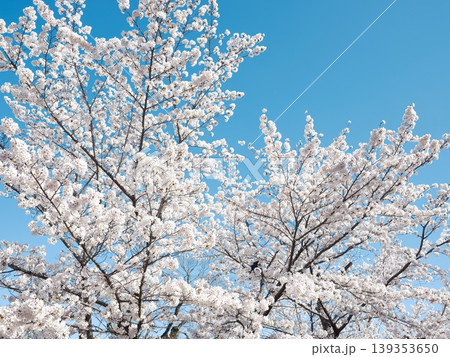 桜 さくら サクラ 139353650