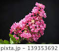 赤いサルスベリの花 139353692