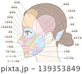 顔の筋肉　側頭部　名称入り（髪型あり） 139353849