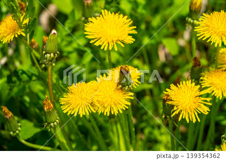 Yellow dandelion flowers Taraxacum officinale. Dandelion on spring sunny day Yellow dandelion flowers Taraxacum officinale. Dandelion on spring sunny day 139354362