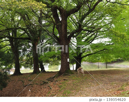 古都・奈良の奥座敷。瑞々しい緑と静謐な空気に包まれた初夏の散策路 139354620