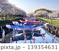 満開の桜と鯉のぼりの風景 春の日本の伝統行事と青空 139354631