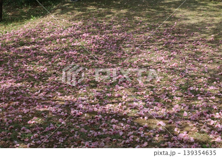 一面に広がる散った桜の花 139354635