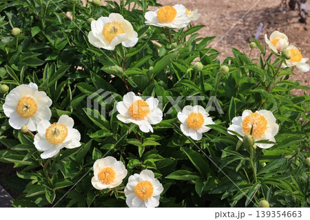 東松山ぼたん園のシャクヤクの花 139354663