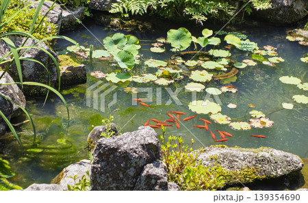 古都の涼景。水面に遊ぶ朱色の煌めき 139354690