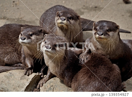 カワウソ 139354927