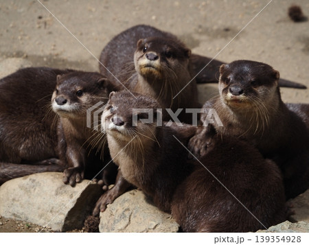 カワウソ 139354928
