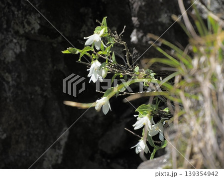 岩稜に花を咲かせるヒメウツギ 岩稜に花を咲かせるヒメウツギ 139354942