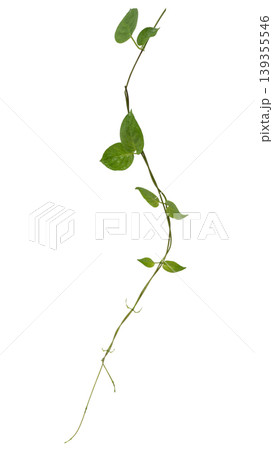 Fresh green leaves of Paederia foetida or Skunkvine, herbal medicine plant, isolated. 139355546