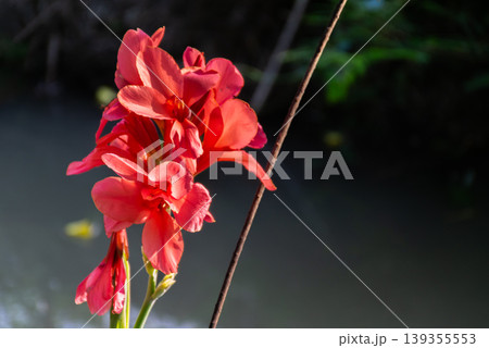 Vivid red canna lily flowers blooming in sunlight with soft blurred background highlighting delicate petals and tropical garden beauty in natural outdoor setting Vivid red canna lily flowers blooming in sunlight with soft blurred background highlighting delicate petals and tropical garden beauty in natural outdoor setting 139355553
