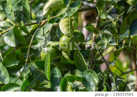 Fresh green lime fruits growing on tree with glossy leaves under sunlight natural orchard setting with vibrant colors and healthy produce concept for agriculture and food 139355565