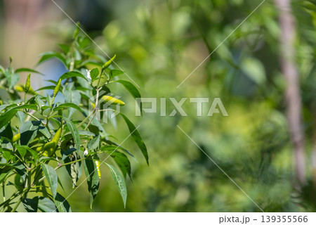 Fresh green chili peppers growing on plant with leaves in natural sunlight soft blurred background and vibrant color suitable for agriculture food and organic farming concepts Fresh green chili peppers growing on plant with leaves in natural sunlight soft blurred background and vibrant color suitable for agriculture food and organic farming concepts 139355566