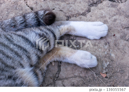 Close view of soft cat paws resting on rough ground with striped fur texture calm domestic animal detail with natural light and peaceful mood Close view of soft cat paws resting on rough ground with striped fur texture calm domestic animal detail with natural light and peaceful mood 139355567