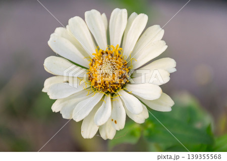 White flower with bright yellow center in close view soft natural light and blurred background showing delicate petals and fresh botanical detail for nature and garden themes 139355568