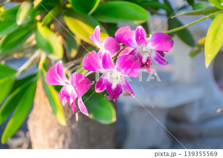 Pink orchid flowers blooming on branch with green leaves in natural sunlight soft background and vibrant color creating fresh tropical garden and botanical beauty Pink orchid flowers blooming on branch with green leaves in natural sunlight soft background and vibrant color creating fresh tropical garden and botanical beauty 139355569