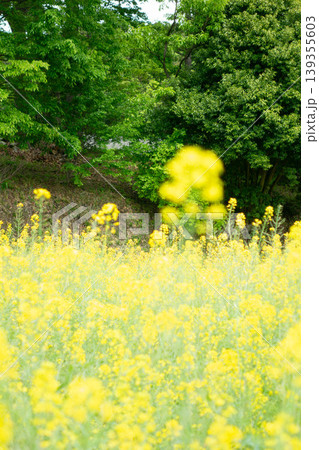 七国山ファーマーズセンターに広がる満開の菜の花畑 東京都町田市 七国山ファーマーズセンターに広がる満開の菜の花畑 東京都町田市 139355603