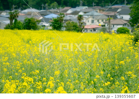 七国山ファーマーズセンターに広がる満開の菜の花畑 東京都町田市 139355607