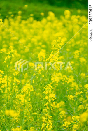 七国山ファーマーズセンターに広がる満開の菜の花畑 東京都町田市 七国山ファーマーズセンターに広がる満開の菜の花畑 東京都町田市 139355612