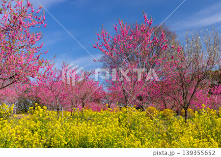 茨城県古河市鴻巣　古河総合公園（古河公方公園）の古河桃まつり　菜の花畑越しの花桃並木と青空 139355652